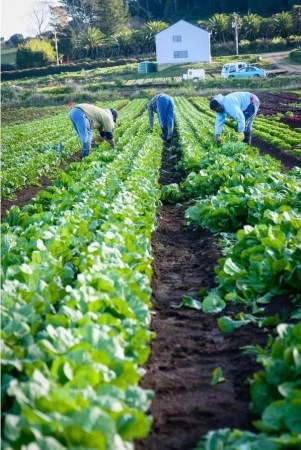 5月初，收割（新西蘭先驅報中文網(wǎng)）