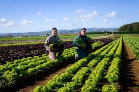 Allan（方健羅，左）和Collin兩兄弟（新西蘭先驅報中文網(wǎng)）