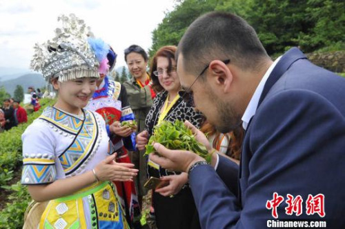五峰優(yōu)質(zhì)茶葉引來海外客商關(guān)注?！＄娦?攝