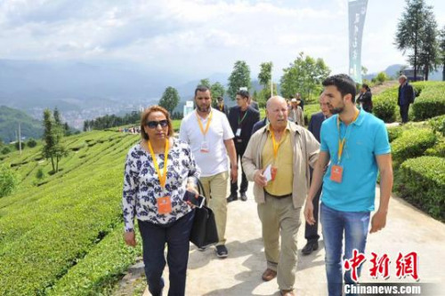 國際客商參觀五峰土家茶園。　鐘欣 攝