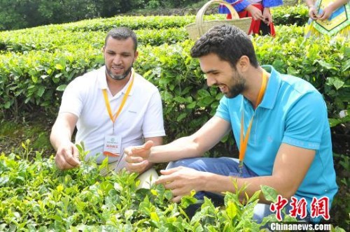 海外客商體驗(yàn)茶葉采摘樂趣?！＄娦?攝