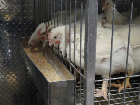 白雞啄吃玉米，吃飽了好“上路”。(美國(guó)《世界日?qǐng)?bào)》/王靖雯 攝)