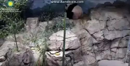 You Tube視頻截圖 You Tube視頻截圖