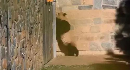 美香正在扒門 美香正在扒門