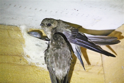 成功筑窩并繁育仔二代的金絲燕。劉國琪攝