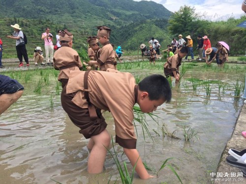 體驗(yàn)“粒粒皆辛苦”。