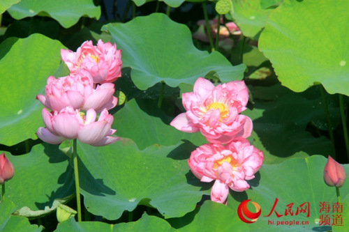 白土村荷花盛開。