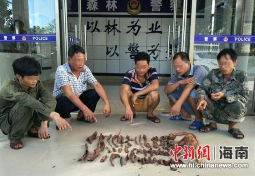 圖為違法行為人陳某英等5人指認(rèn)盜挖的降真香。萬寧市森林公安局供圖