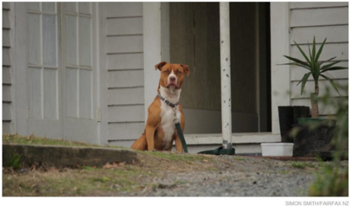 一位房客飼養(yǎng)的烈性犬。（新西蘭天維網(wǎng)）