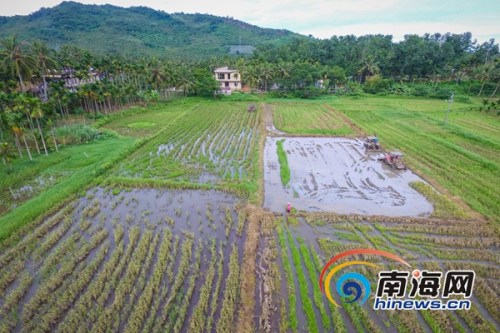 6月21日，萬(wàn)寧市龍滾鎮(zhèn)村民在田間進(jìn)行晚稻插秧，據(jù)了解，當(dāng)日是農(nóng)歷二十四節(jié)氣中的立夏，正是晚稻插秧苗的好時(shí)節(jié)，海報(bào)全媒體中心記者 袁琛攝