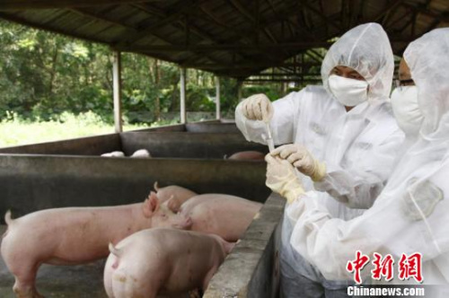 香港回歸20年，廣東堅(jiān)持保障供港食品農(nóng)產(chǎn)品安全優(yōu)質(zhì)順暢供應(yīng)。資料圖