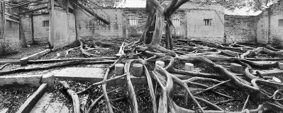 梧林榕樹根 梧林榕樹根