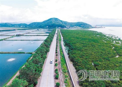 鳥瞰恩平港，成片紅樹林盡收眼底。 吳滿揚(yáng) 攝