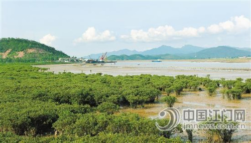 紅樹林根系發(fā)達(dá)，可護(hù)堤固灘。 徐衛(wèi)良 攝