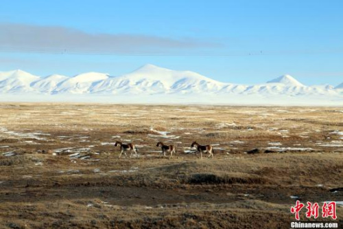 可可西里國(guó)家級(jí)自然保護(hù)區(qū)。 (資料圖) <a target='_blank' >中新社</a>記者 趙凜松 攝