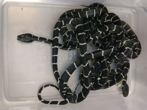 廈門海關(guān)泡面內(nèi)查獲活蛇。紀(jì)華晨攝
