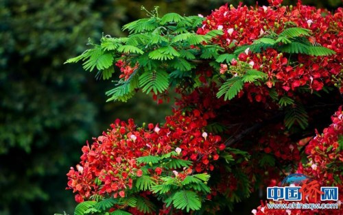 盛開(kāi)的鳳凰花