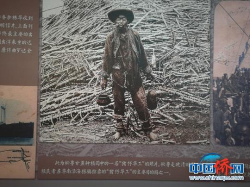 銀信博物館內(nèi)展出早年出洋華工照片。郭軍 攝