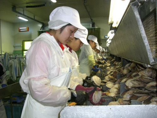 在日中國研修生多從事技術(shù)含量低的勞動密集型產(chǎn)業(yè)(圖片來源于網(wǎng)絡(luò)) 在日中國研修生多從事技術(shù)含量低的勞動密集型產(chǎn)業(yè)(圖片來源于網(wǎng)絡(luò))