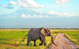 在非洲草原上看動(dòng)物，是不少人的夢(mèng)想。