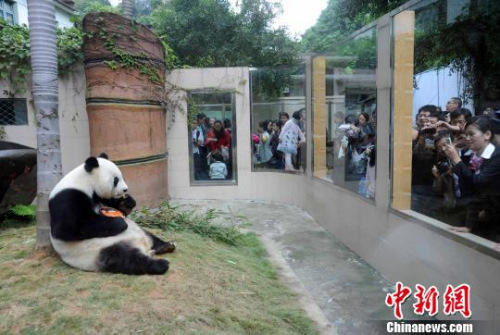 2010年11月13日，福州熊貓世界、海峽(福州)熊貓世界在福州為聞名海內(nèi)外的1990年北京亞運(yùn)會吉祥物“盼盼”的原型——大熊貓明星“巴斯”舉辦隆重的30歲(相當(dāng)于人類一百多歲)生日慶典系列活動，來自海內(nèi)外三千多名各界人士參加該慶典活動。　劉可耕 攝 　