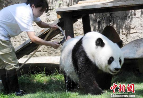 2011年8月19日，北京亞運(yùn)會吉祥物“盼盼”的原型――大熊貓明星“巴斯”在海峽(福州)熊貓世界沖涼躲避高溫。　劉可耕 攝