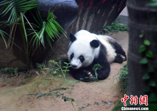 2017年1月12日巴斯37歲生日前夕閑庭信步。　張麗君 攝