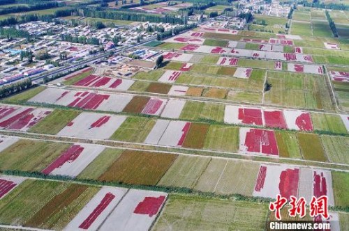 9月20日，航拍新疆博湖縣烏蘭再格森鄉(xiāng)金秋辣椒田，一片豐收美景，如詩(shī)如畫(huà)?！∧昀?攝