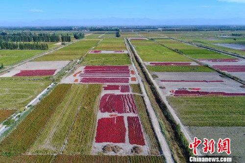 進(jìn)入秋季，博湖豐收田野色調(diào)溫和的豐收畫(huà)卷，可謂美不勝收。　年磊 攝