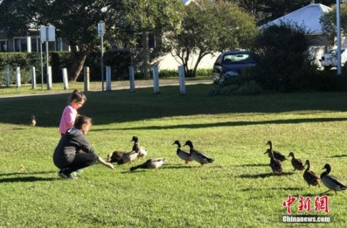 資料圖：澳大利亞悉尼，市民在郊外游玩。圖為喂野鴨子的孩子們。 <a target='_blank' >中新社</a>記者 陶社蘭 攝