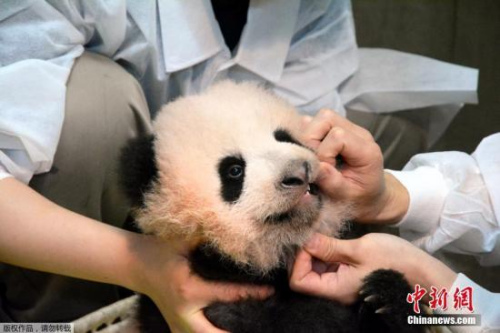 據(jù)此前報道，日方選考委員會經(jīng)過與中方協(xié)商，最終決定使用“香香”這個名字。