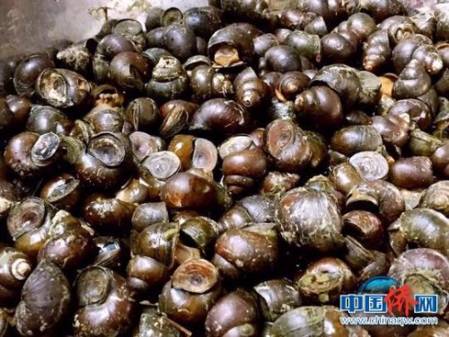 田螺 李曉春 攝 田螺 李曉春 攝