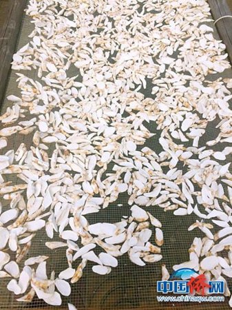 曬豬仔薯干 李曉春 攝 曬豬仔薯干 李曉春 攝