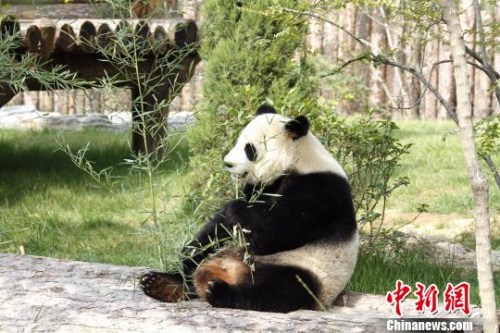 兩只萌寶在各自的專屬“別墅”里向游客們展示著各自風(fēng)采。圖為萌寶“婭雙”?！∩骋婟?攝