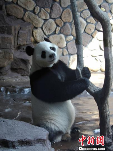 兩只萌寶在各自的專屬“別墅”里向游客們展示著各自風(fēng)采。圖為萌寶“二喜”?！∩骋婟?攝