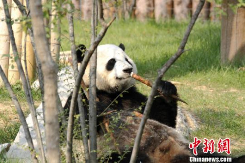 兩只萌寶在各自的專屬“別墅”里向游客們展示著各自風(fēng)采。圖為萌寶“婭雙”?！∩骋婟?攝