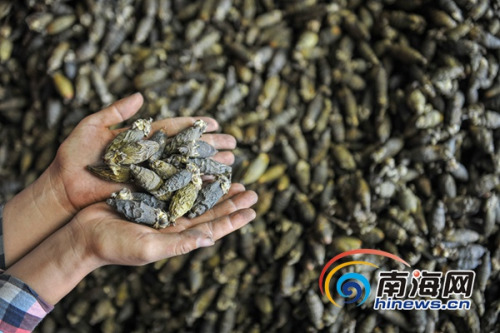 2017年10月26日，萬寧龍滾鎮(zhèn)檳一榔加工廠，農(nóng)戶正在整理剛收購(gòu)的檳榔。海報(bào)全媒體中心記者袁琛攝