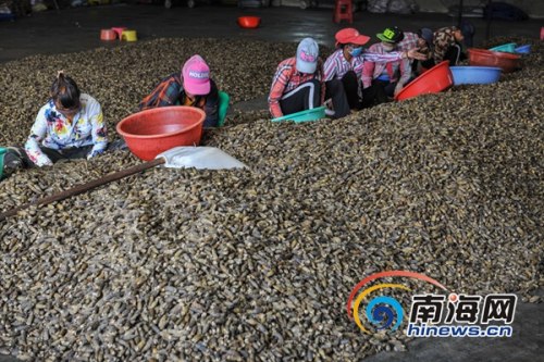 2017年10月26日，萬寧龍滾鎮(zhèn)檳一榔加工廠，農(nóng)戶正在整理剛收購(gòu)的檳榔。海報(bào)全媒體中心記者袁琛攝