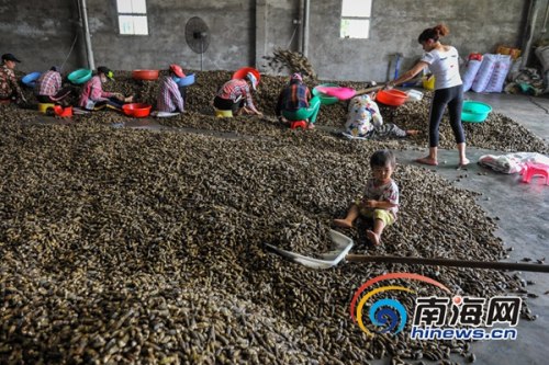 2017年10月26日，萬寧龍滾鎮(zhèn)檳一榔加工廠，農(nóng)戶正在整理剛收購(gòu)的檳榔。海報(bào)全媒體中心記者袁琛攝