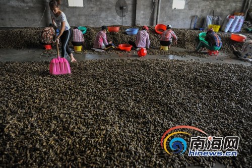 2017年10月26日，萬寧龍滾鎮(zhèn)檳一榔加工廠，農(nóng)戶正在整理剛收購(gòu)的檳榔。海報(bào)全媒體中心記者袁琛攝
