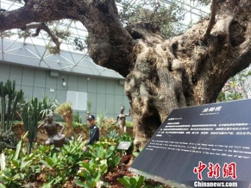 資料圖:意大利800年油橄欖樹 盧輝 攝 資料圖:意大利800年油橄欖樹 盧輝 攝