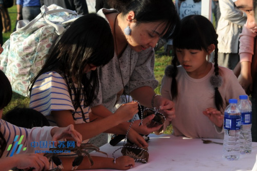 日本游客體驗扎螃蟹 日本游客體驗扎螃蟹