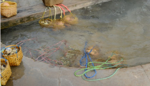 溫泉中的水煮蛋。