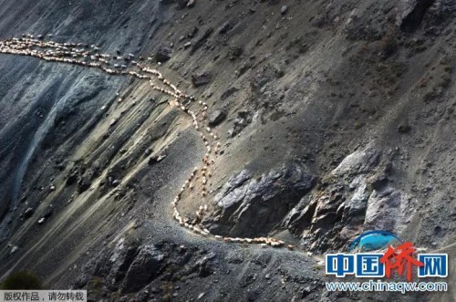 “相機攝”《牧歸》：新疆天山深處，牧民途經(jīng)在陡峭的崖壁上。