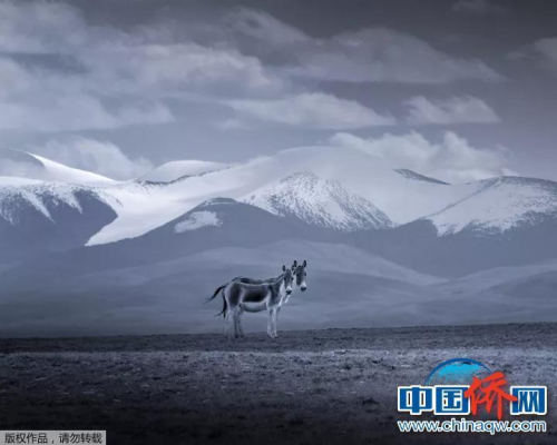 “相機攝”《伴》：雪山之下，一對藏野驢深情依偎在一起。