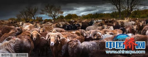 “相機攝”《命運》：中國新疆額爾吉斯河，風起云涌，是待宰，還是奮起反抗？