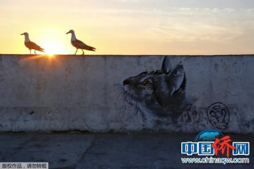 “相機攝”摩洛哥，貓視眈眈。