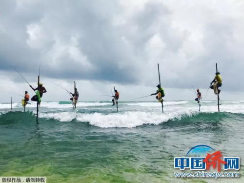 “手機攝”斯里蘭卡獨有的釣魚方式。