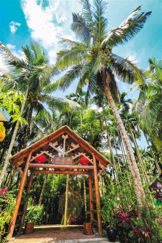 瓊海市會(huì)山鎮(zhèn)加腦村。 本報(bào)記者 陳元才 攝