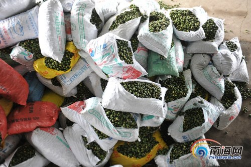 立體生態(tài)種養(yǎng)，檳榔林成“綠色聚寶盆”，經(jīng)濟(jì)效益翻番。海報(bào)全媒體中心記者袁琛攝